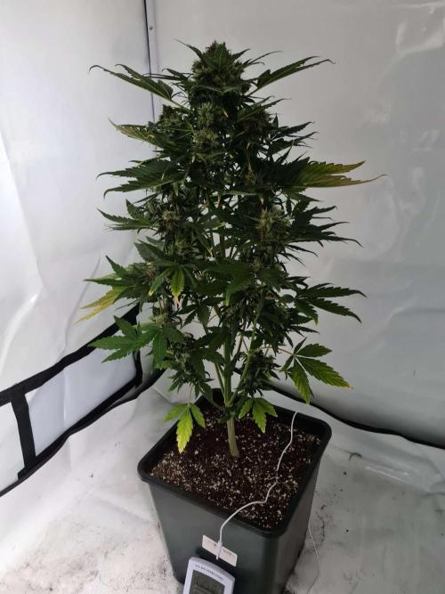 Zamnesia - Critical Automatic - Outdoor. Week 12 - Day 88