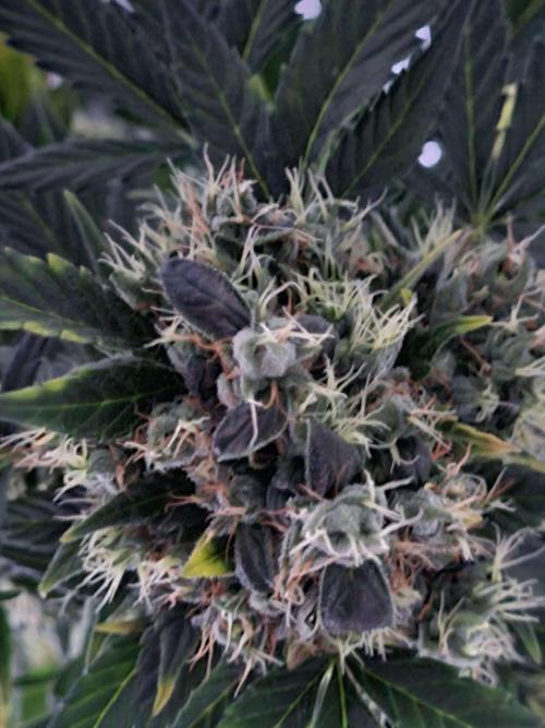 Critical Automatic . Week 12
