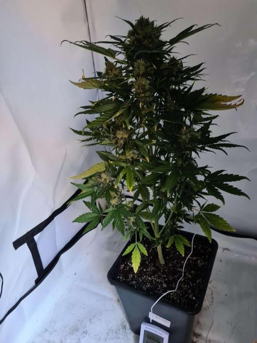 Critical Automatic . Week 12