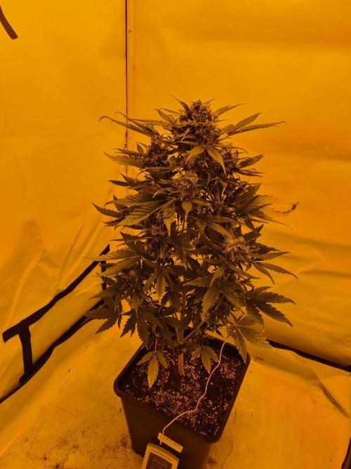 Critical Automatic . Week 12