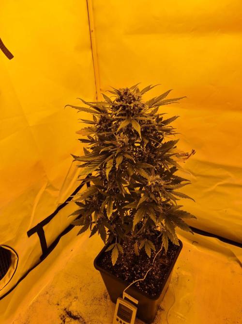 Critical Automatic . Week 12
