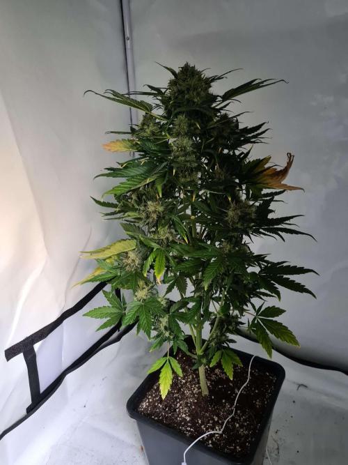 Zamnesia - Critical Automatic - Outdoor. Week 13 - Day 92