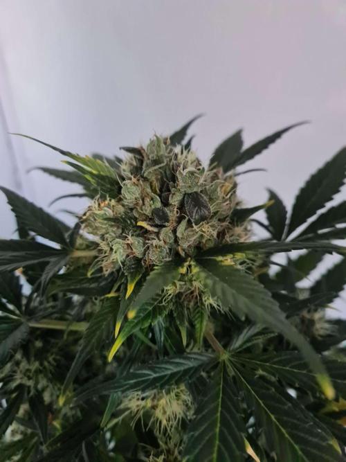 Zamnesia - Critical Automatic - Outdoor. Week 13 - Day 93 top
