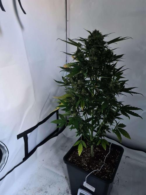 Zamnesia - Critical Automatic - Outdoor. Week 13 - Day 93