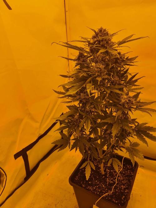 Critical Automatic . Week 13