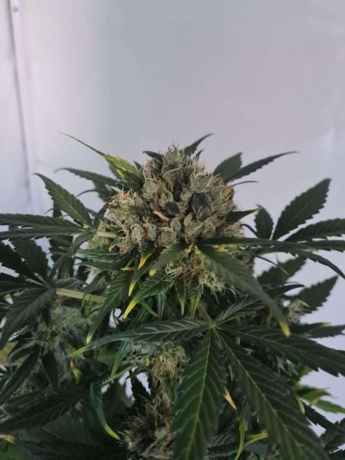 Zamnesia - Critical Automatic - Outdoor. Week 13 - Day 95 Top