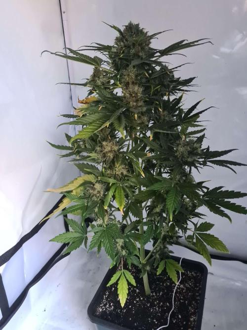 Zamnesia - Critical Automatic - Outdoor. Week 13 - Day 95