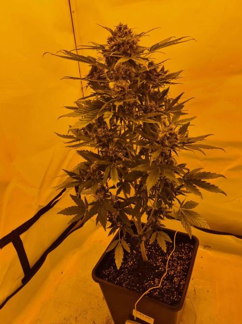 Zamnesia - Critical Automatic - Outdoor. Week 13 - Day 96