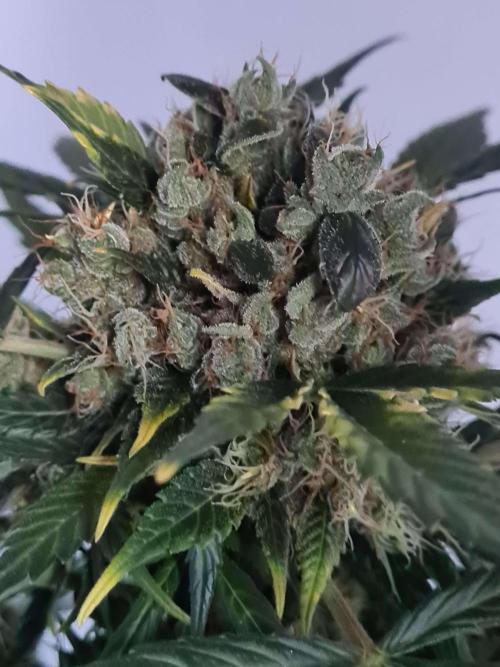 Zamnesia - Critical Automatic - Outdoor. Week 13 - Day 97 top 1