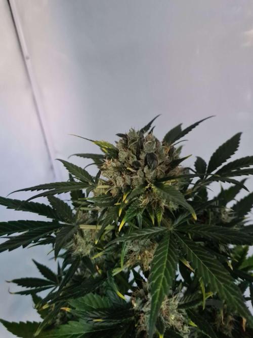 Zamnesia - Critical Automatic - Outdoor. Week 13 - Day 97 top 2