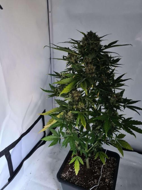 Zamnesia - Critical Automatic - Outdoor. Week 13 - Day 97
