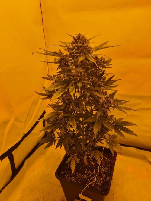 Zamnesia - Critical Automatic - Outdoor. Week 13 - Day 98