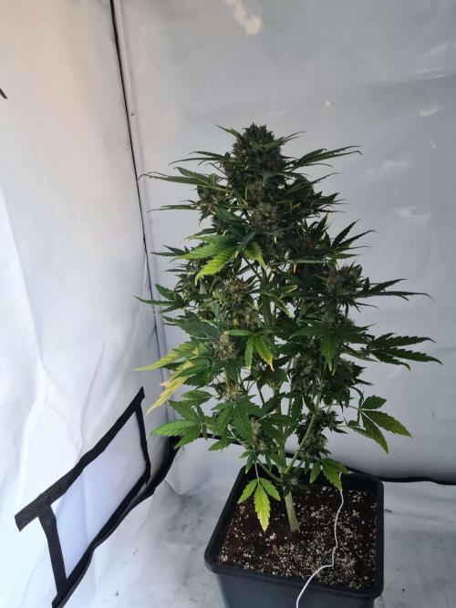 Zamnesia - Critical Automatic - Outdoor. Week 14 - Day 99