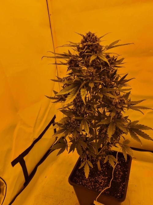 Zamnesia - Critical Automatic - Outdoor. Week 14 - Day 100