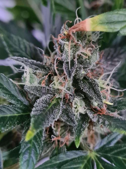 Zamnesia Seeds - Critical Automatic  by tjaym