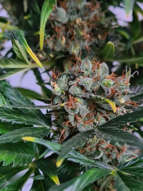 Zamnesia - Critical Automatic - Outdoor. Week 14 - Bud2 Close