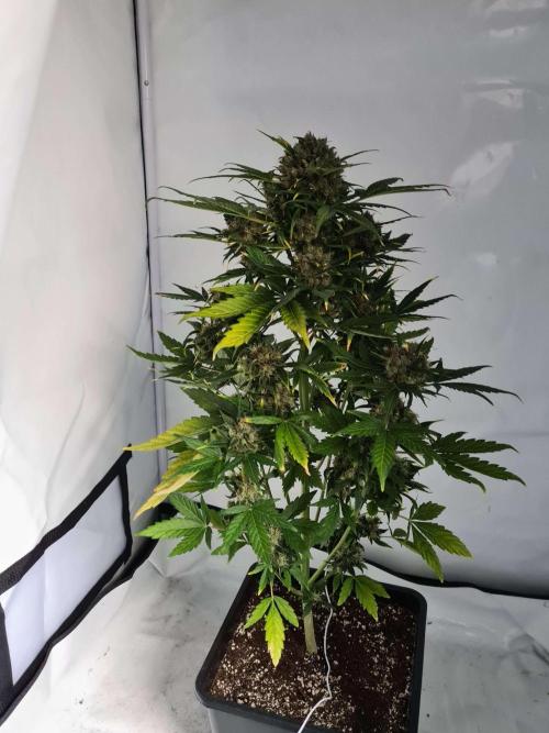 Zamnesia - Critical Automatic - Outdoor. Week 14 - Day 101