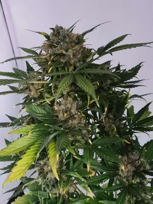 Zamnesia - Critical Automatic - Outdoor. Week 14 - Day 102 top bud