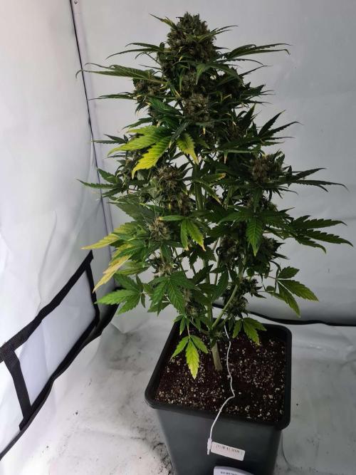 Zamnesia - Critical Automatic - Outdoor. Week 14 - Day 102