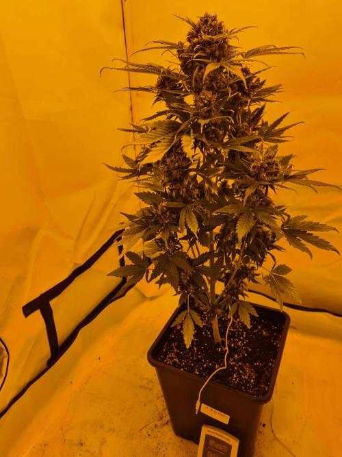Zamnesia - Critical Automatic - Outdoor. Week 14 - Day 103