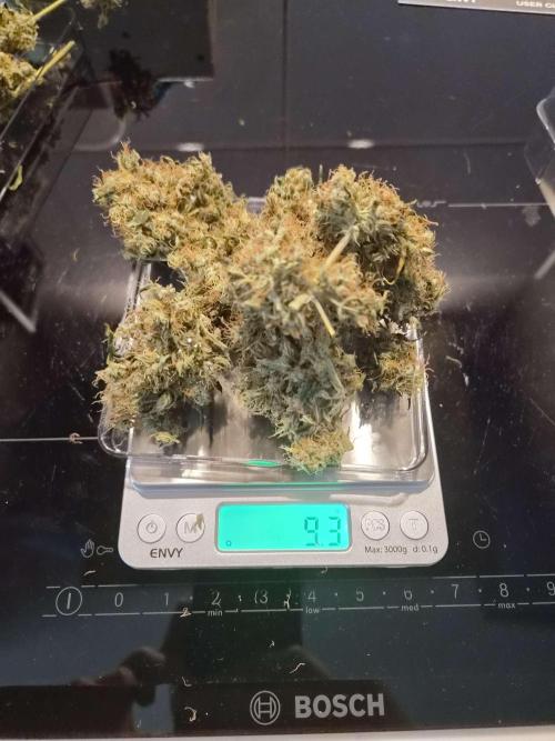 Zamnesia - Critical Automatic - Outdoor. Week 15 - Dry1
