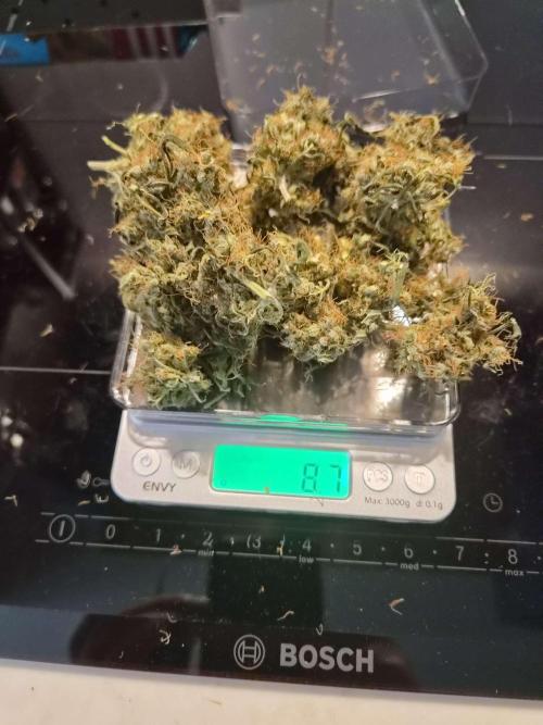 Zamnesia - Critical Automatic - Outdoor. Week 15 - Dry2