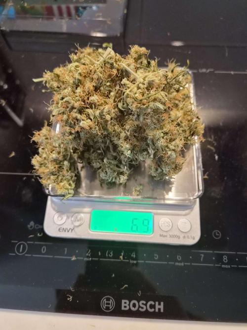 Zamnesia - Critical Automatic - Outdoor. Week 15 - Dry3