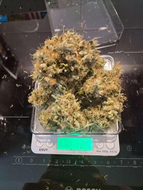 Zamnesia - Critical Automatic - Outdoor. Week 15 - Dry4
