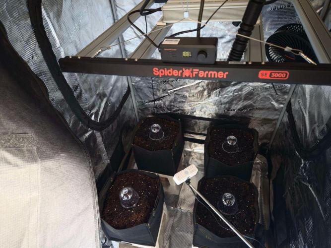 Milkyway F1 + Critical Automatic. Week 0 - Seedlings in tent