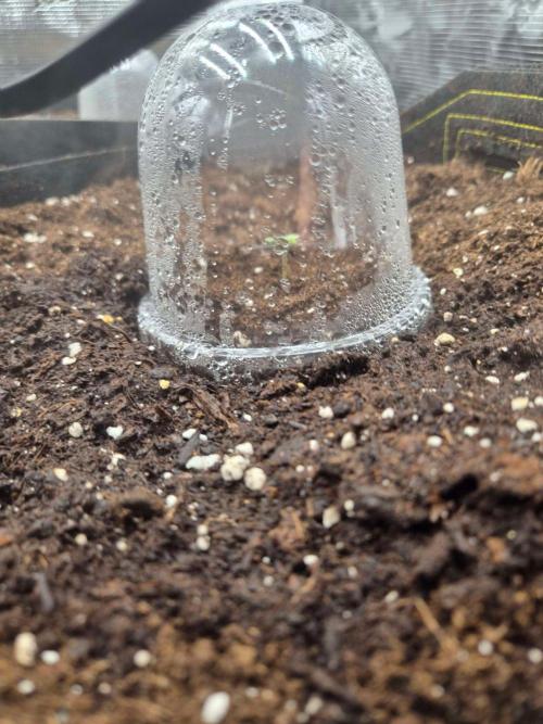 Milkyway F1 + Critical Automatic. Week 0 - Critical day 5