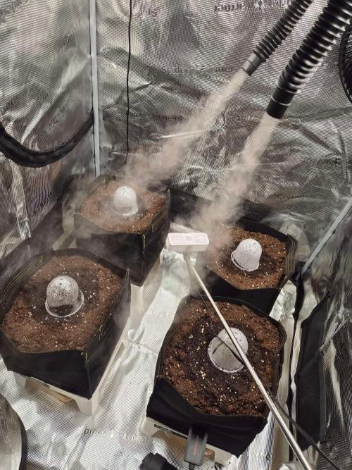 Milkyway F1 + Critical Automatic. Week 0 - Day 6