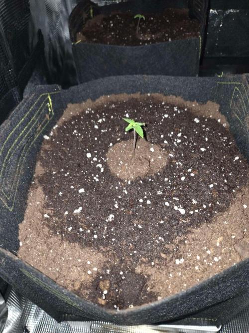 Milkyway F1 + Critical Automatic. Week 1 - Milkyway Day 8 Achter