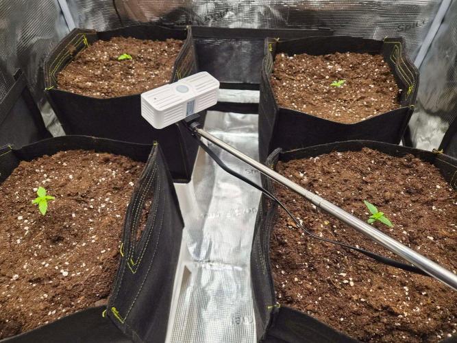 Milkyway F1 + Critical Automatic. Week 1 - Day 9
