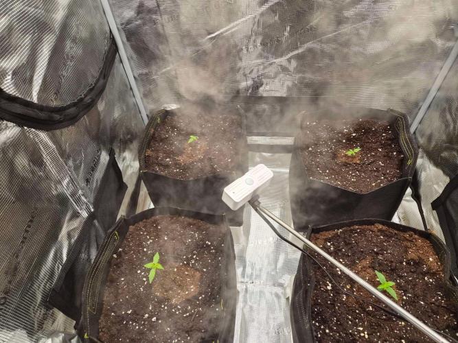Milkyway F1 + Critical Automatic. Week 1 - Day 10