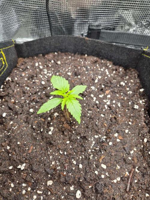 Milkyway F1 + Critical Automatic. Week 1 - Day 12 Mi a