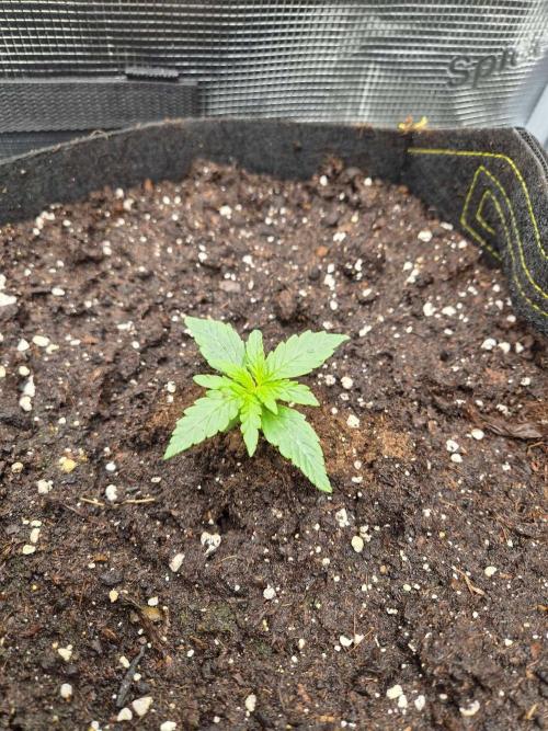 Milkyway F1 + Critical Automatic. Week 1 - Day 12 Cr