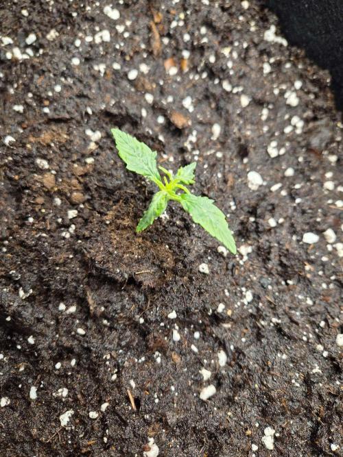 Milkyway F1 + Critical Automatic. Week 1 - Day 12 Cr v