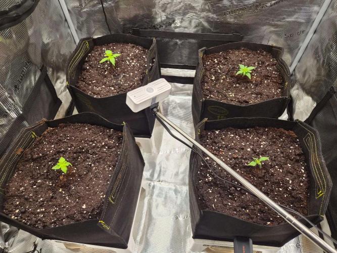 Milkyway F1 + Critical Automatic. Week 1 - Day 12