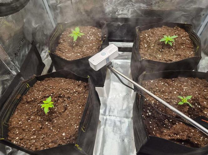 Milkyway F1 + Critical Automatic. Week 1 - Day 13