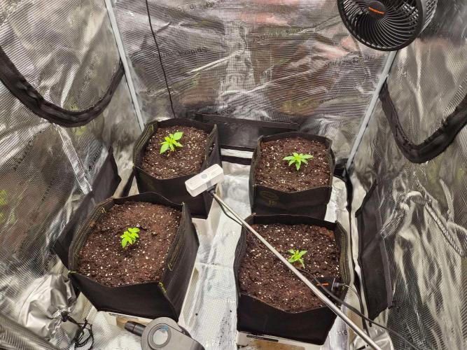 Milkyway F1 + Critical Automatic. Week 1 - Day 14
