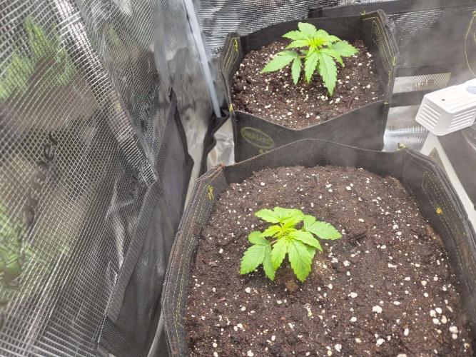 Milkyway F1 + Critical Automatic. Week 2 - Day 17 L