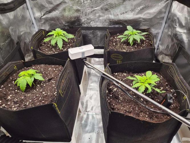 Milkyway F1 + Critical Automatic. Week 2 - Day 18