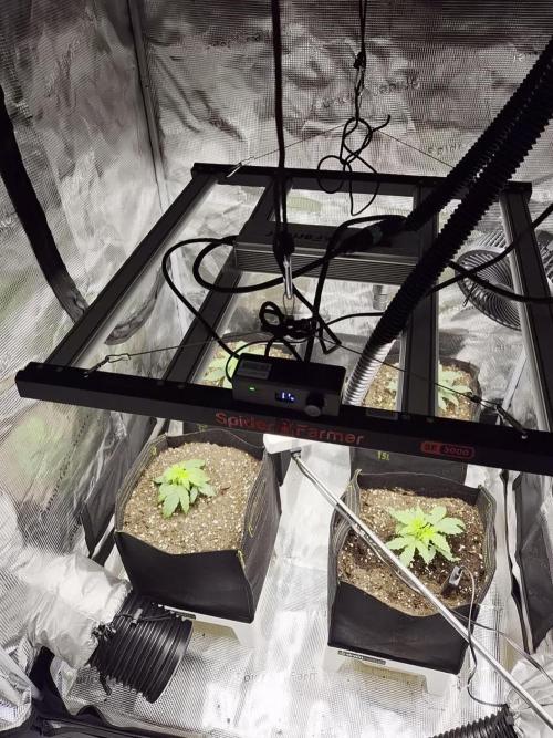 Milkyway F1 + Critical Automatic