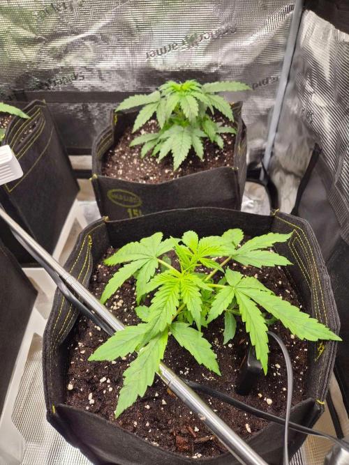 Milkyway F1 + Critical Automatic. Week 3 - Day 22 R