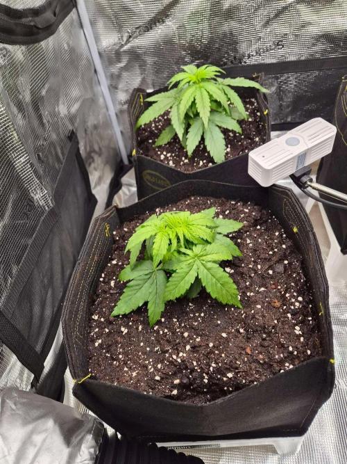 Milkyway F1 + Critical Automatic. Week 3 - Day 22 L