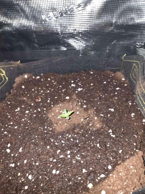 Milky Way F1 Automatic by RQS. Week 2 - Day 8