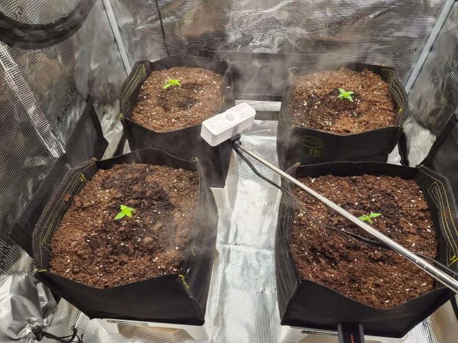 Milky Way F1 Automatic by RQS. Week 2 - Day 11