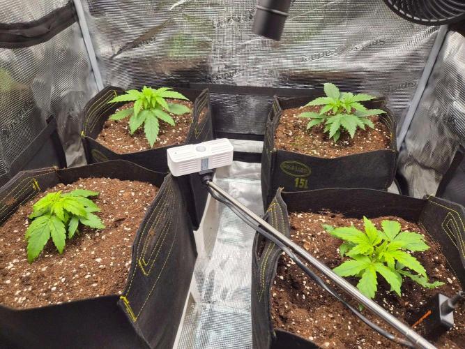 Milky Way F1 Automatic by RQS. Week 3 - Day 19