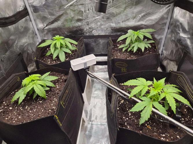 Milky Way F1 Automatic by RQS. Week 3 - Day 21