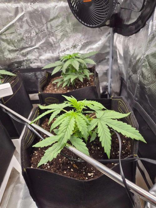 Milkyway F1 + Critical Automatic. Week 3 - Day 23 R
